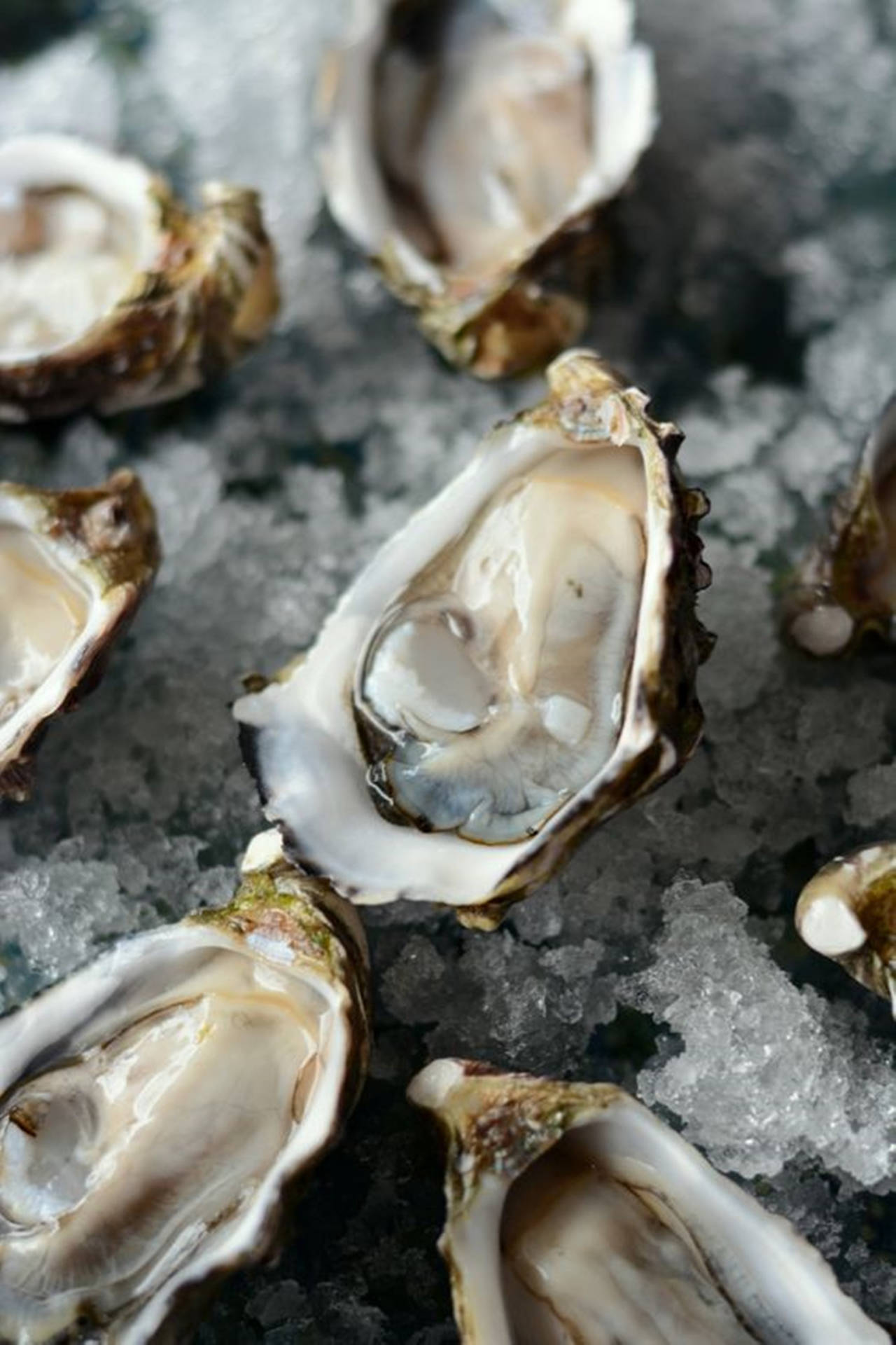 Oysters On Ice Wallpaper