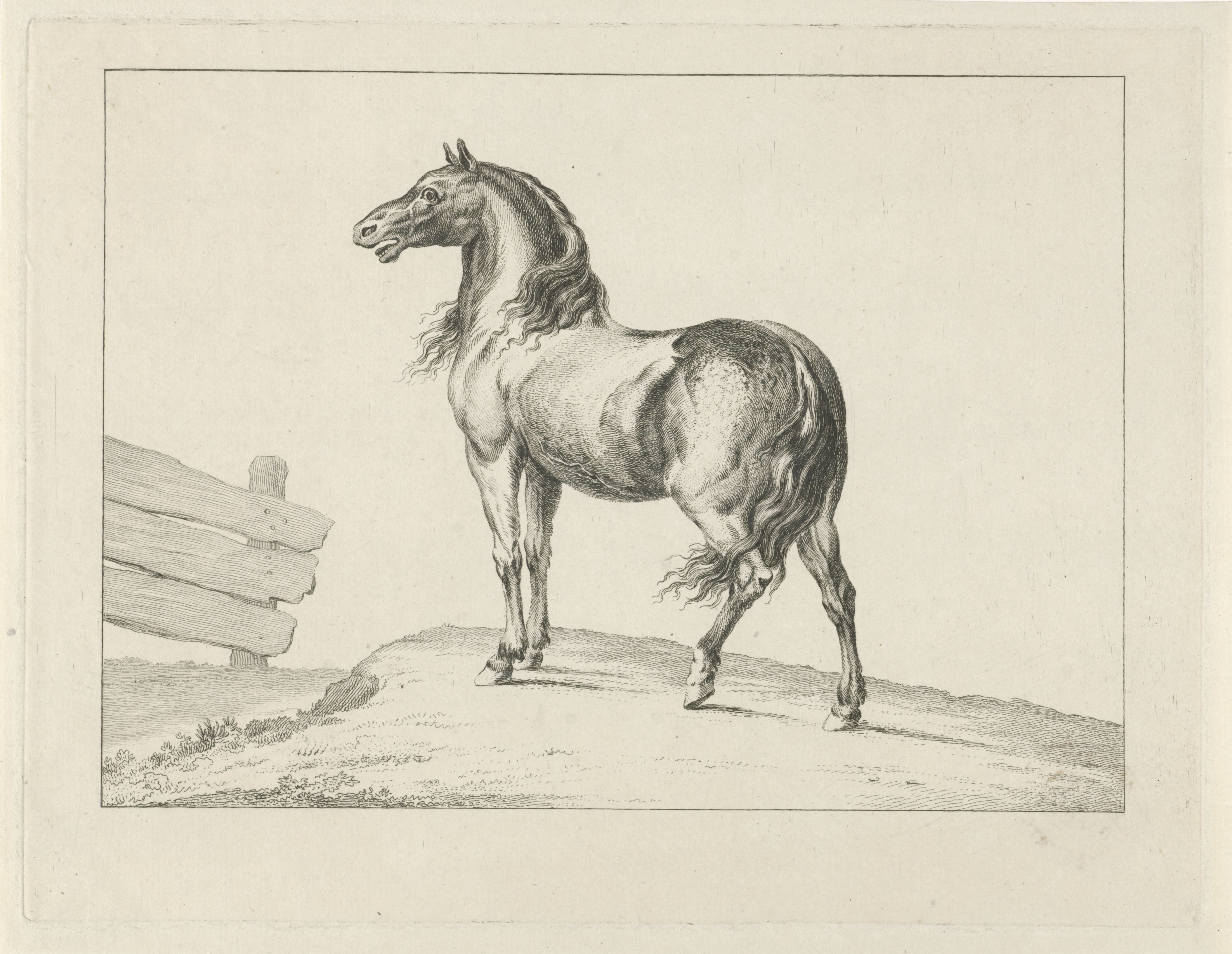 Paard Wallpaper