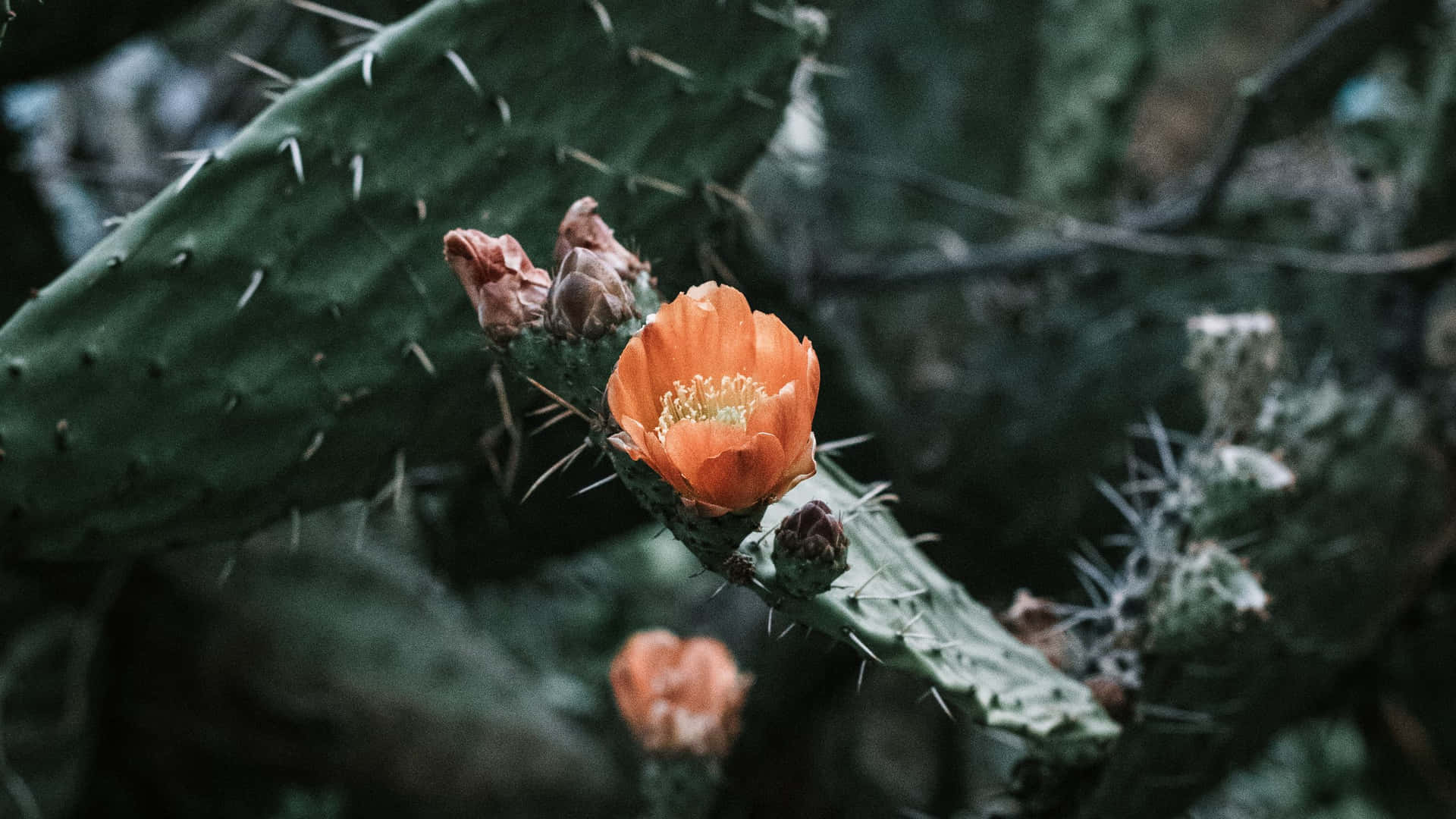Pachycereus Cactus Flower Wallpaper