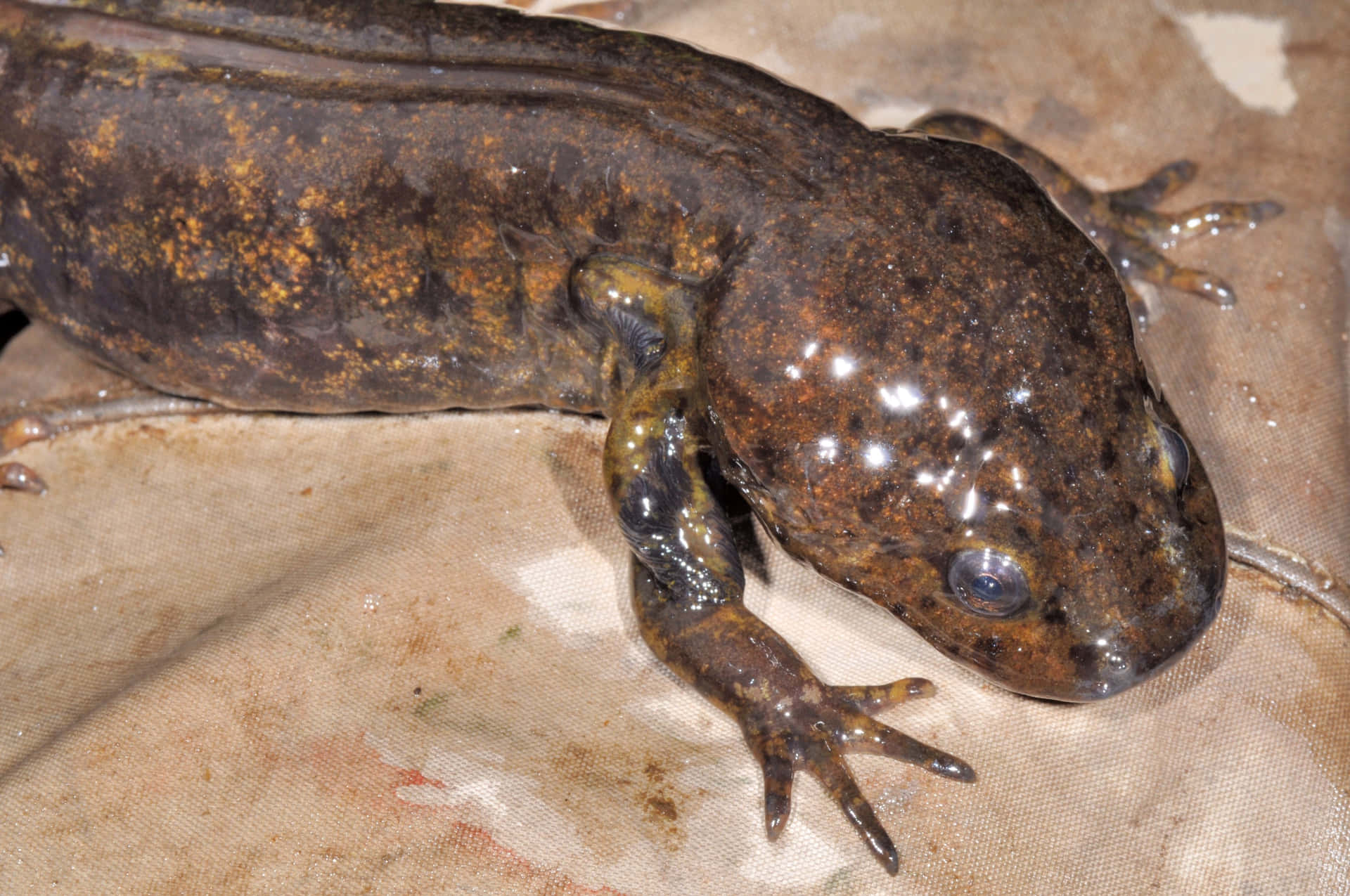 Pacific Giant Salamander Closeup Wallpaper