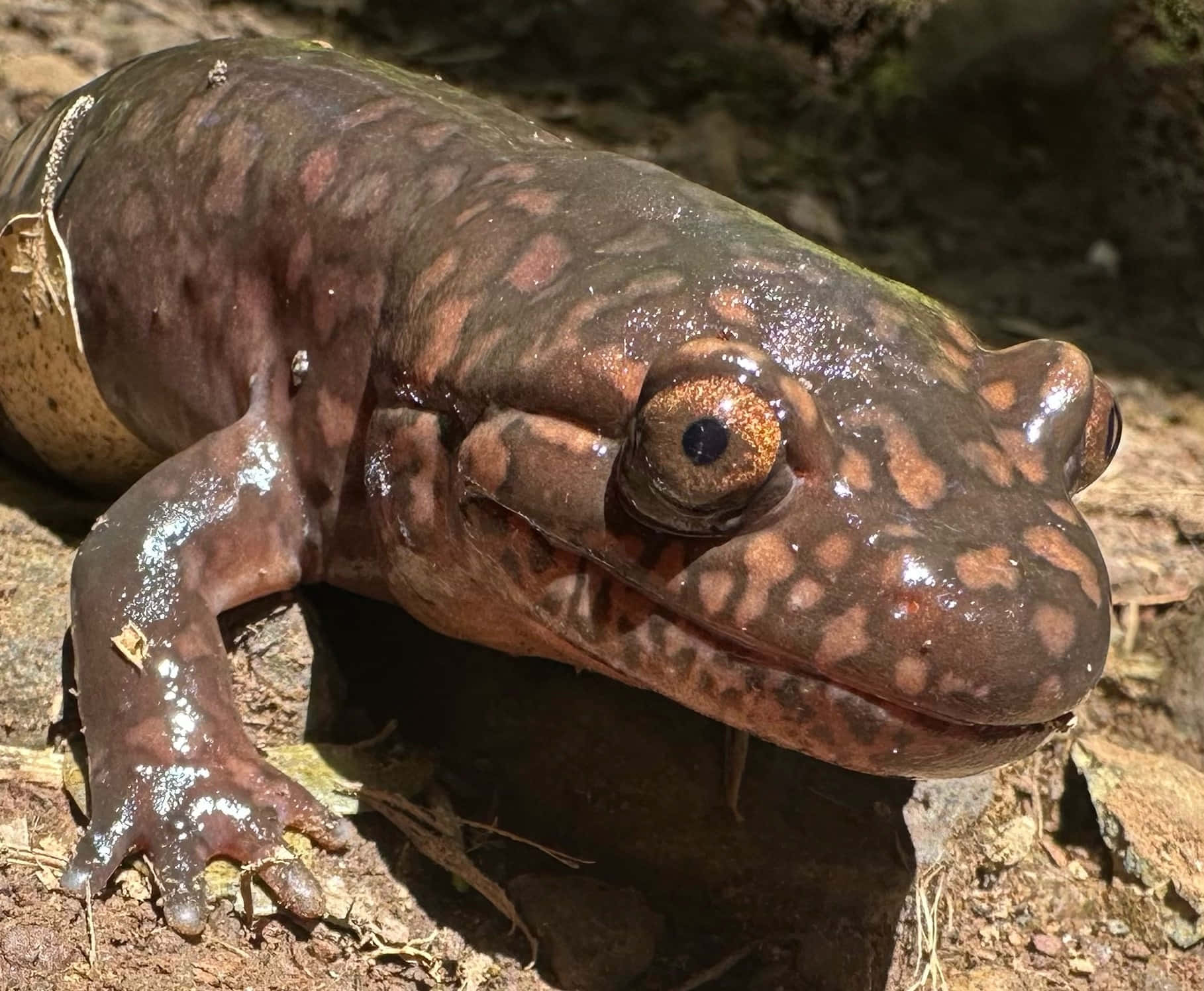 Pacific Giant Salamander Closeup Wallpaper