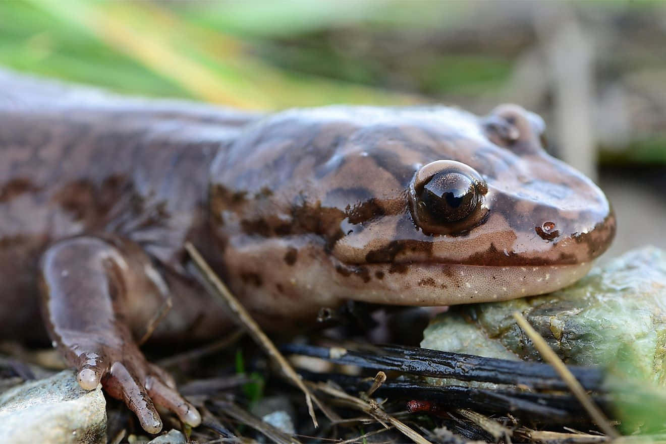 Pacific Giant Salamander Closeup Wallpaper