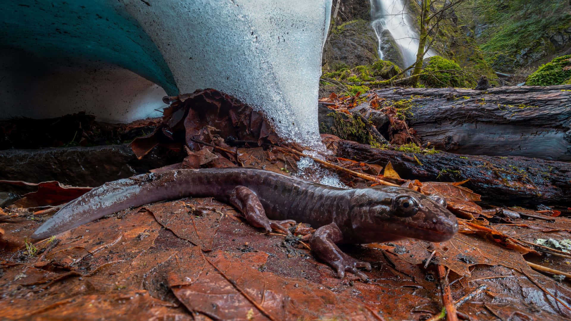 Pacific Giant Salamander Near Waterfall Wallpaper