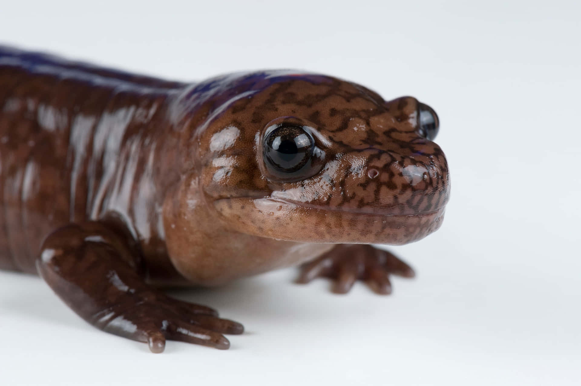 Pacific Giant Salamander Portrait Wallpaper