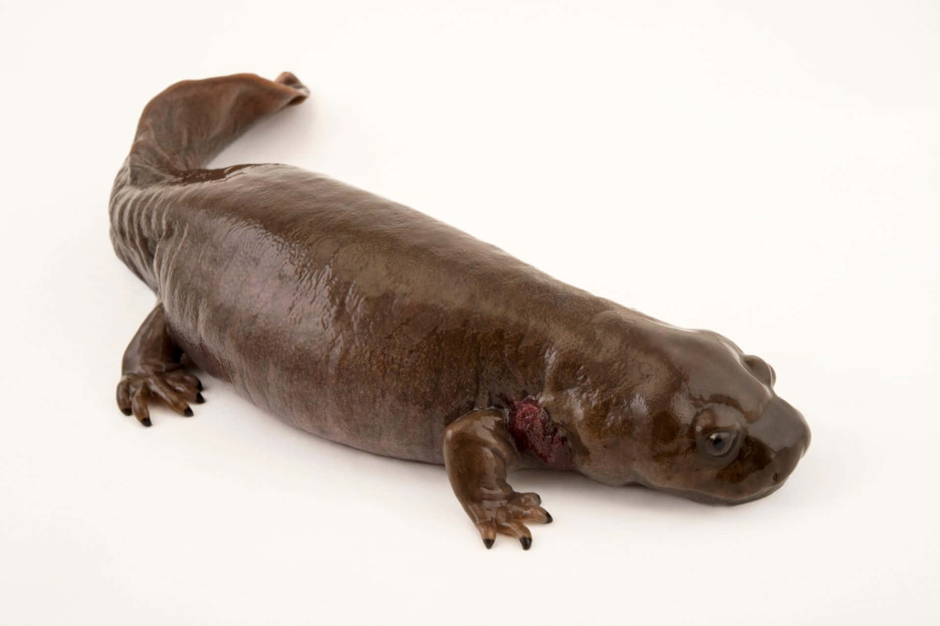 Pacific Giant Salamander Profile Wallpaper