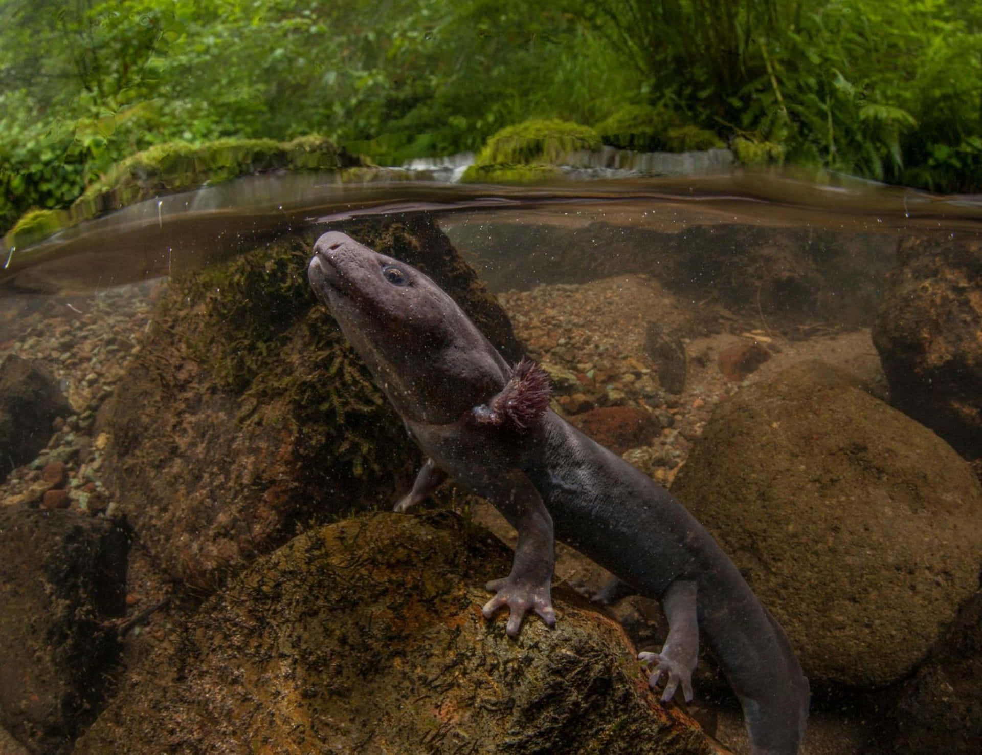 Pacific Giant Salamander Underwater Wallpaper