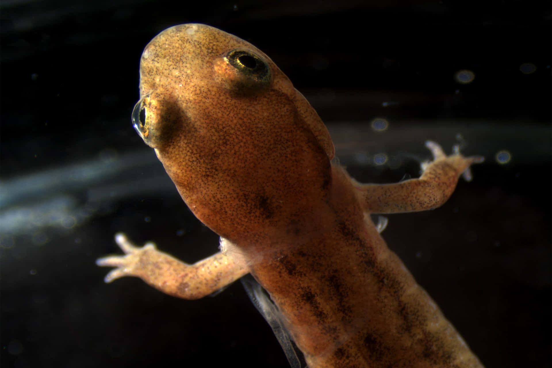 Salamandre Géante Du Pacifique De Près Fond d'écran