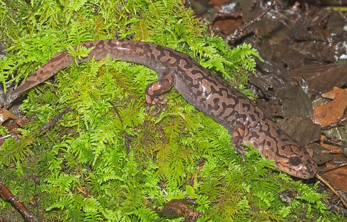 Pacific Giant Salamanderin Habitat.jpg Wallpaper