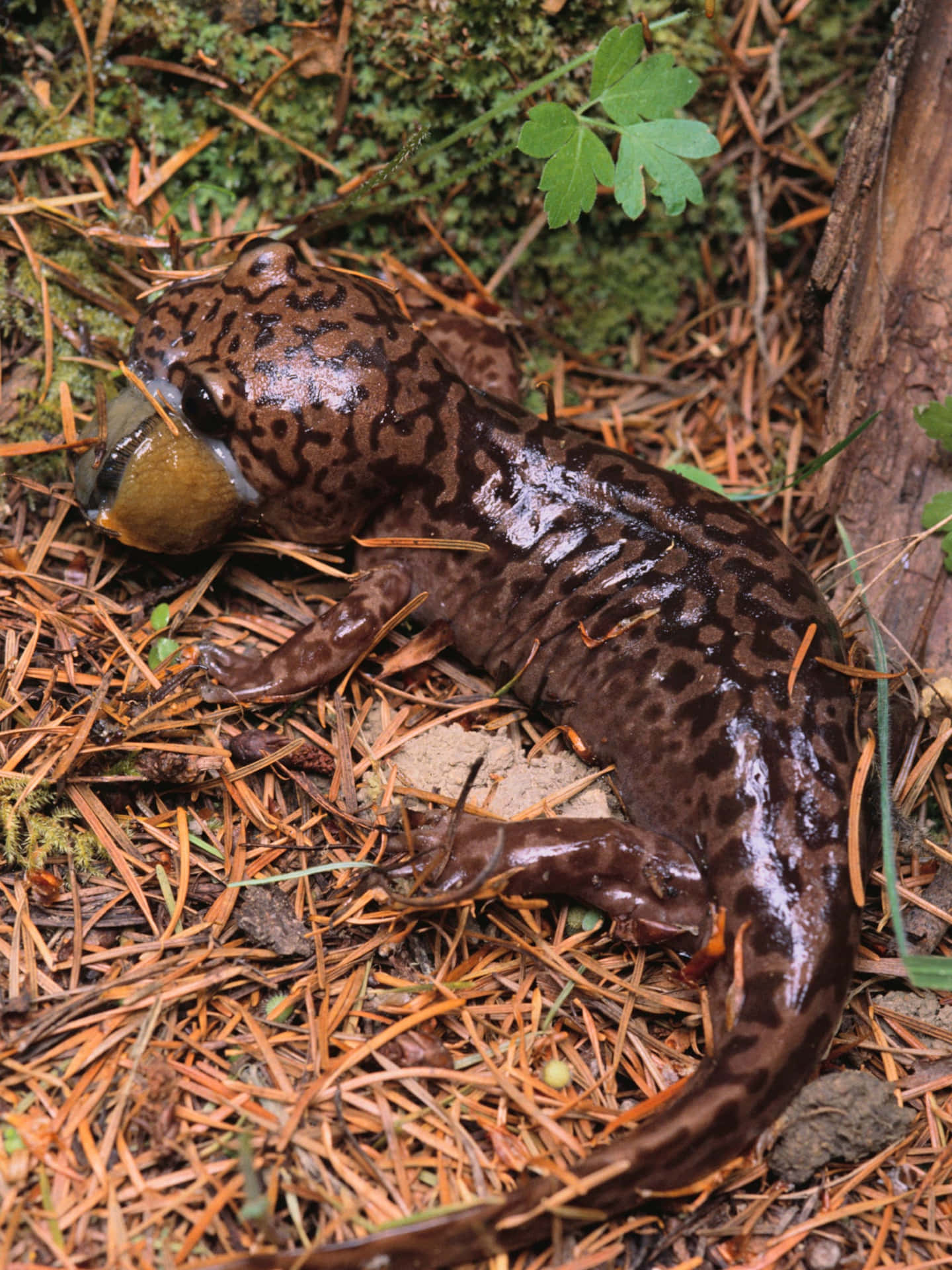 Pacific Giant Salamanderin Habitat.jpg Wallpaper