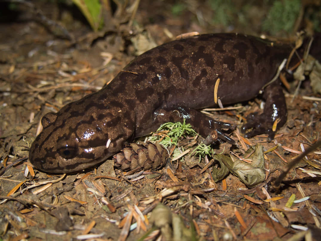 Pacific Giant Salamanderin Habitat.jpg Wallpaper