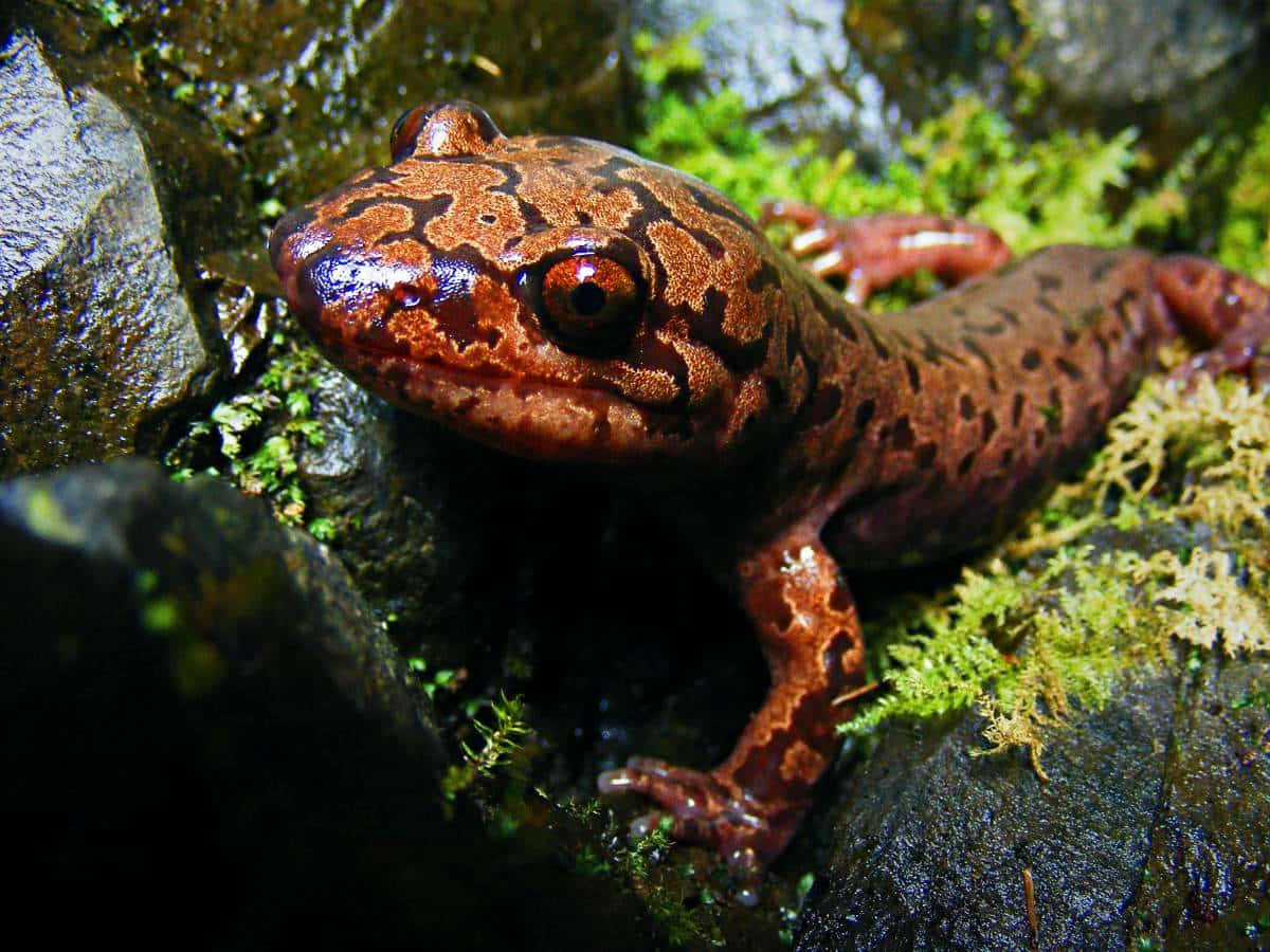 Pacific Giant Salamanderin Habitat.jpg Wallpaper