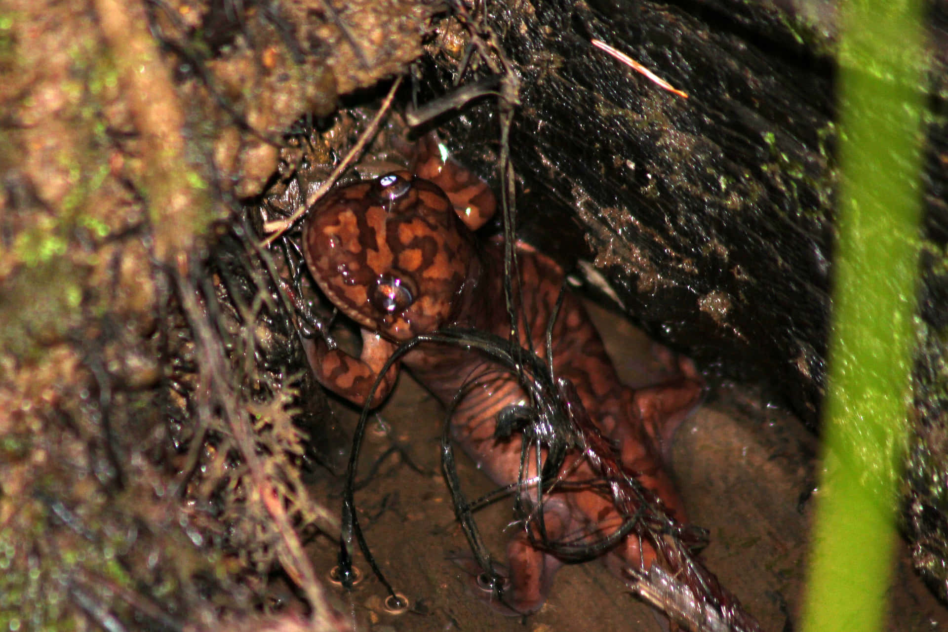 Pacific Giant Salamanderin Habitat.jpg Wallpaper