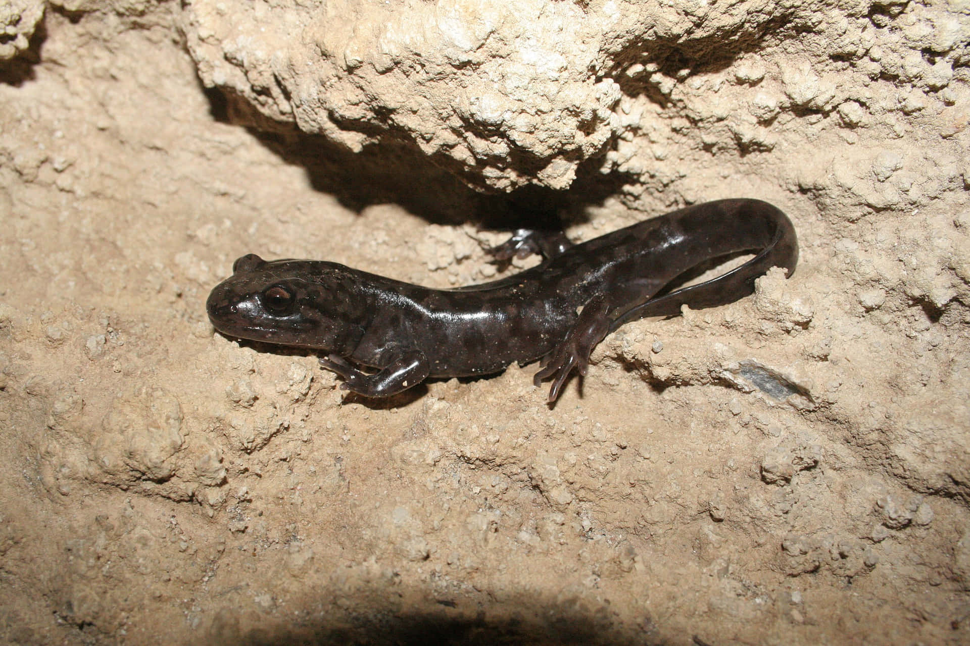 Pacific Giant Salamanderin Habitat.jpg Wallpaper