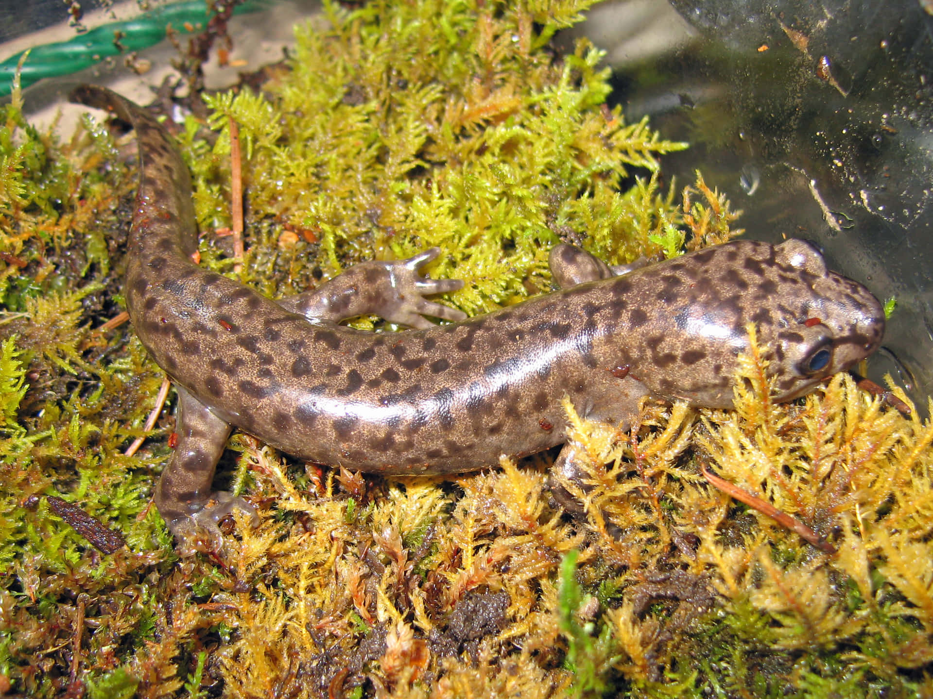 Salamandre Géante Du Pacifique Dans Son Habitat.jpg Fond d'écran