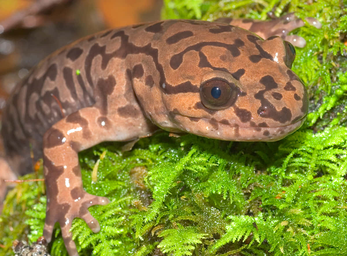 Pacific Giant Salamanderin Habitat.jpg Wallpaper