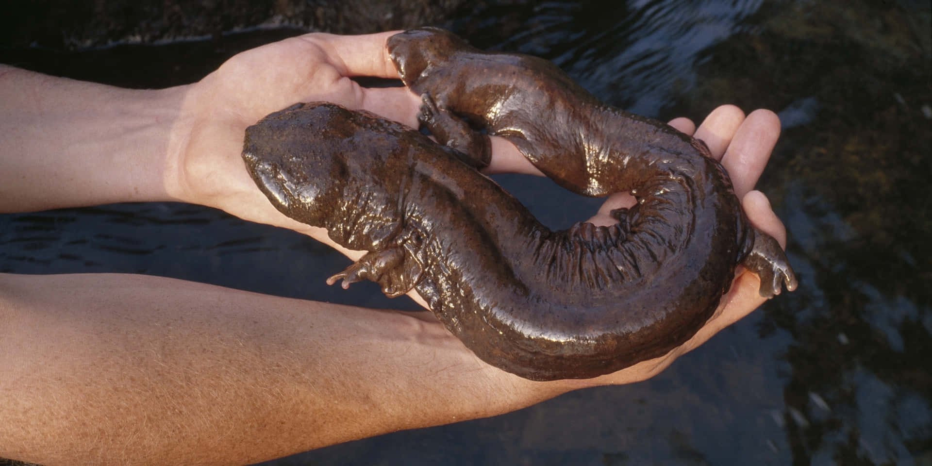 Pacific Giant Salamanderin Hands.jpg Wallpaper