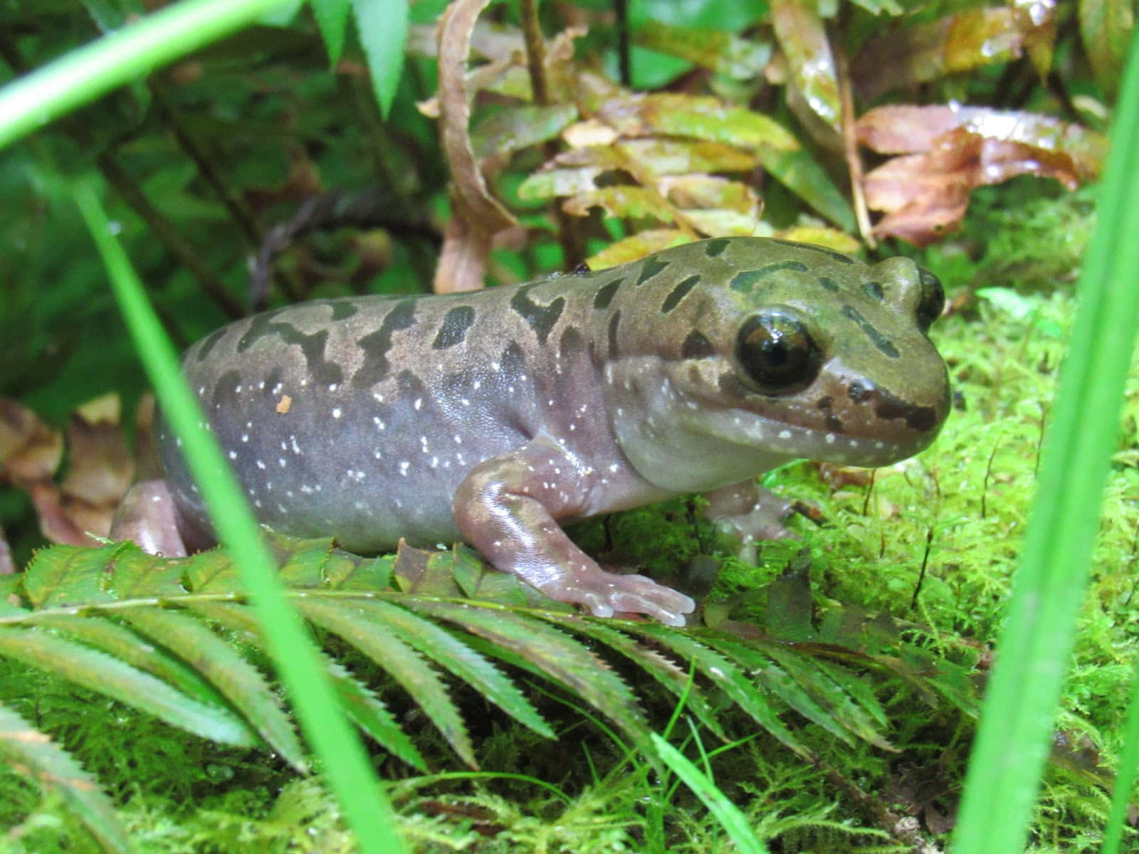 Pacific Giant Salamanderin Natural Habitat.jpg Wallpaper