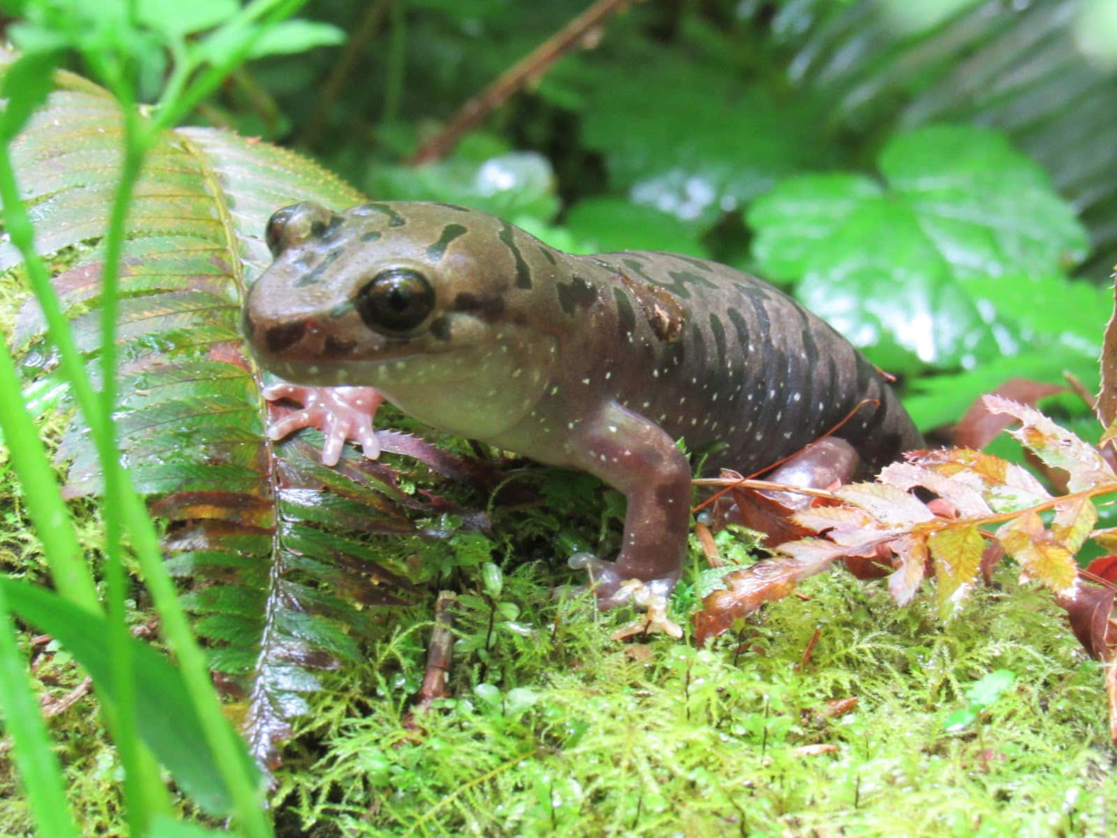 Pacific Giant Salamanderin Natural Habitat.jpg Wallpaper