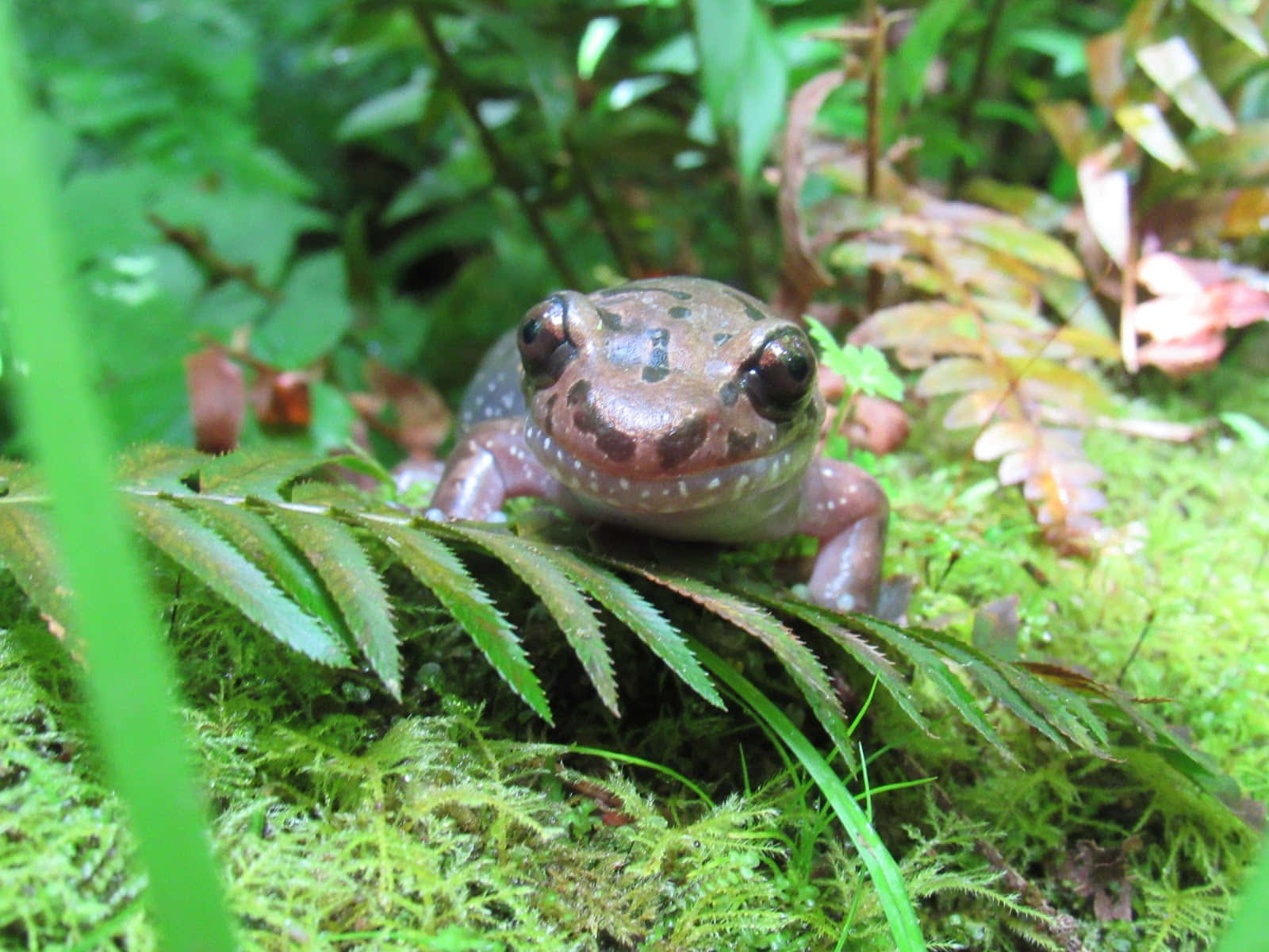 Pacific Giant Salamanderin Natural Habitat.jpg Wallpaper