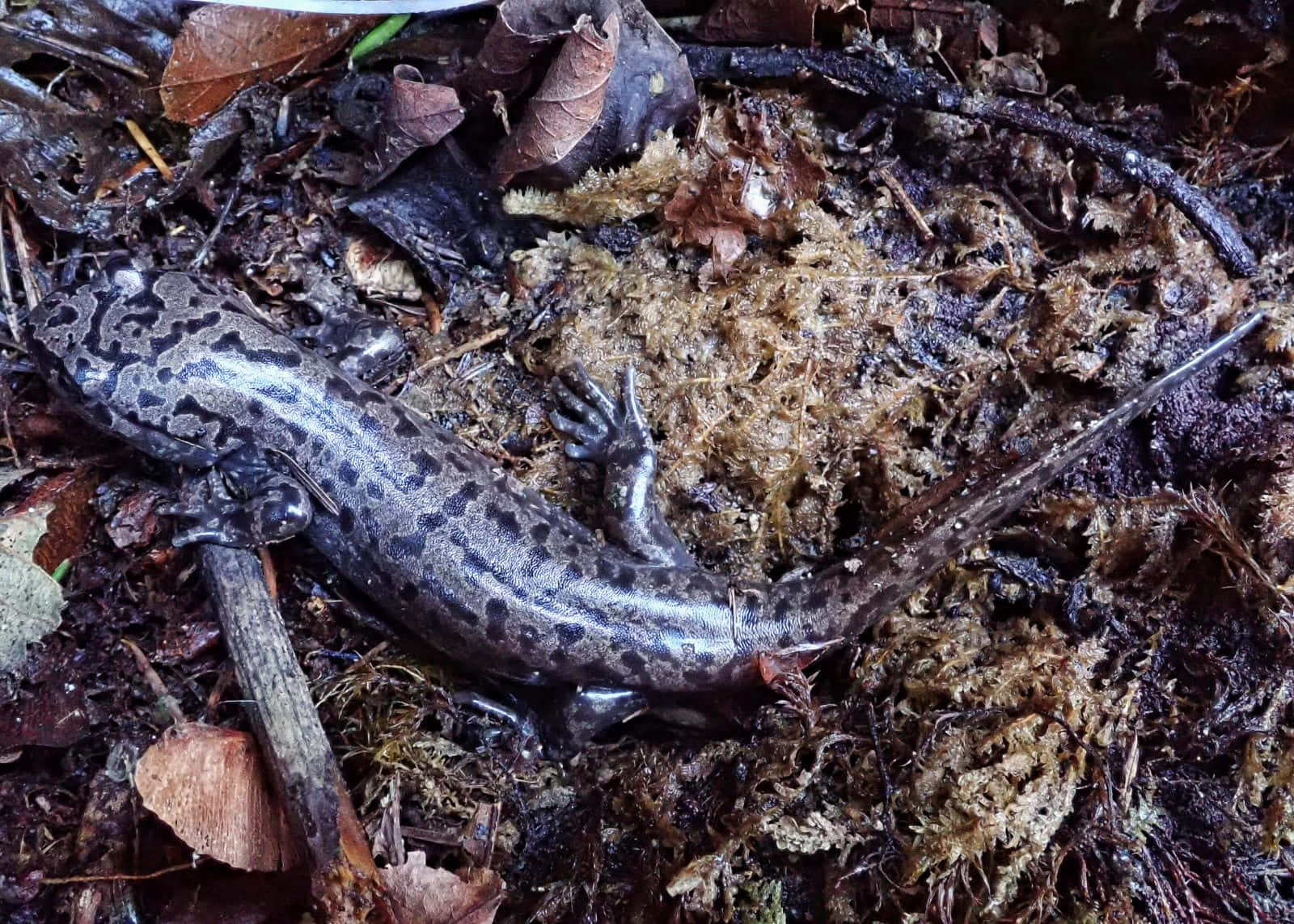 Pacific Giant Salamanderin Natural Habitat.jpg Wallpaper