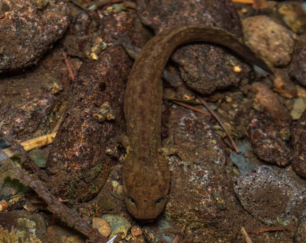 Salamandre Géante Du Pacifique Dans Son Habitat Naturel.jpg Fond d'écran