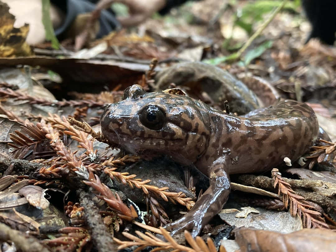 Salamandre Géante Du Pacifique Dans Son Habitat Naturel.jpg Fond d'écran