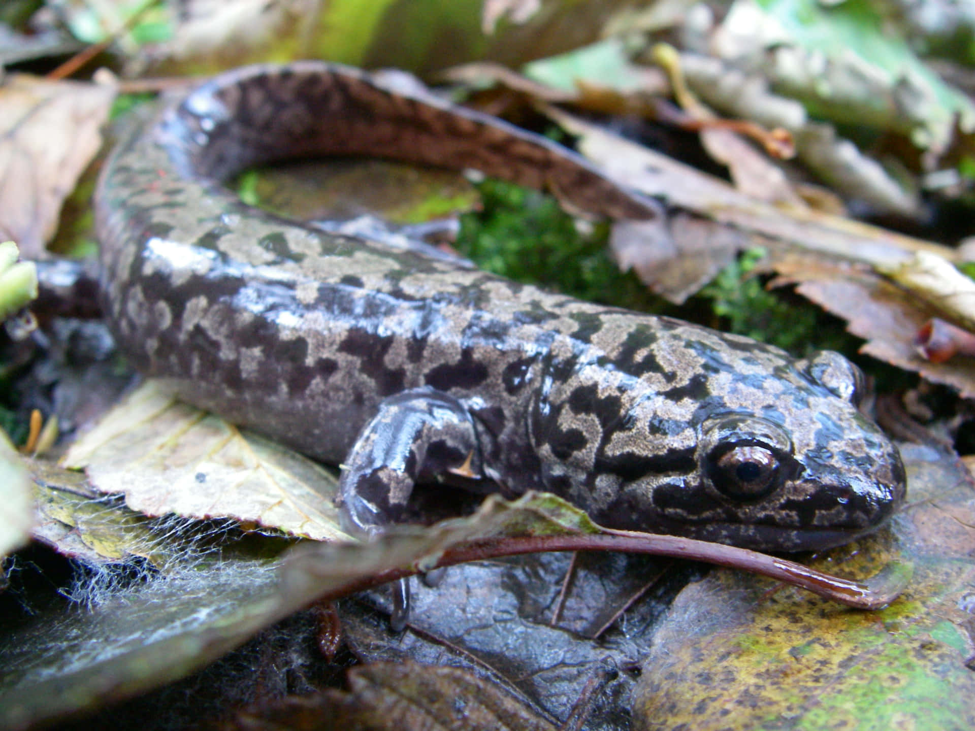 Pacific Giant Salamanderin Natural Habitat.jpg Wallpaper