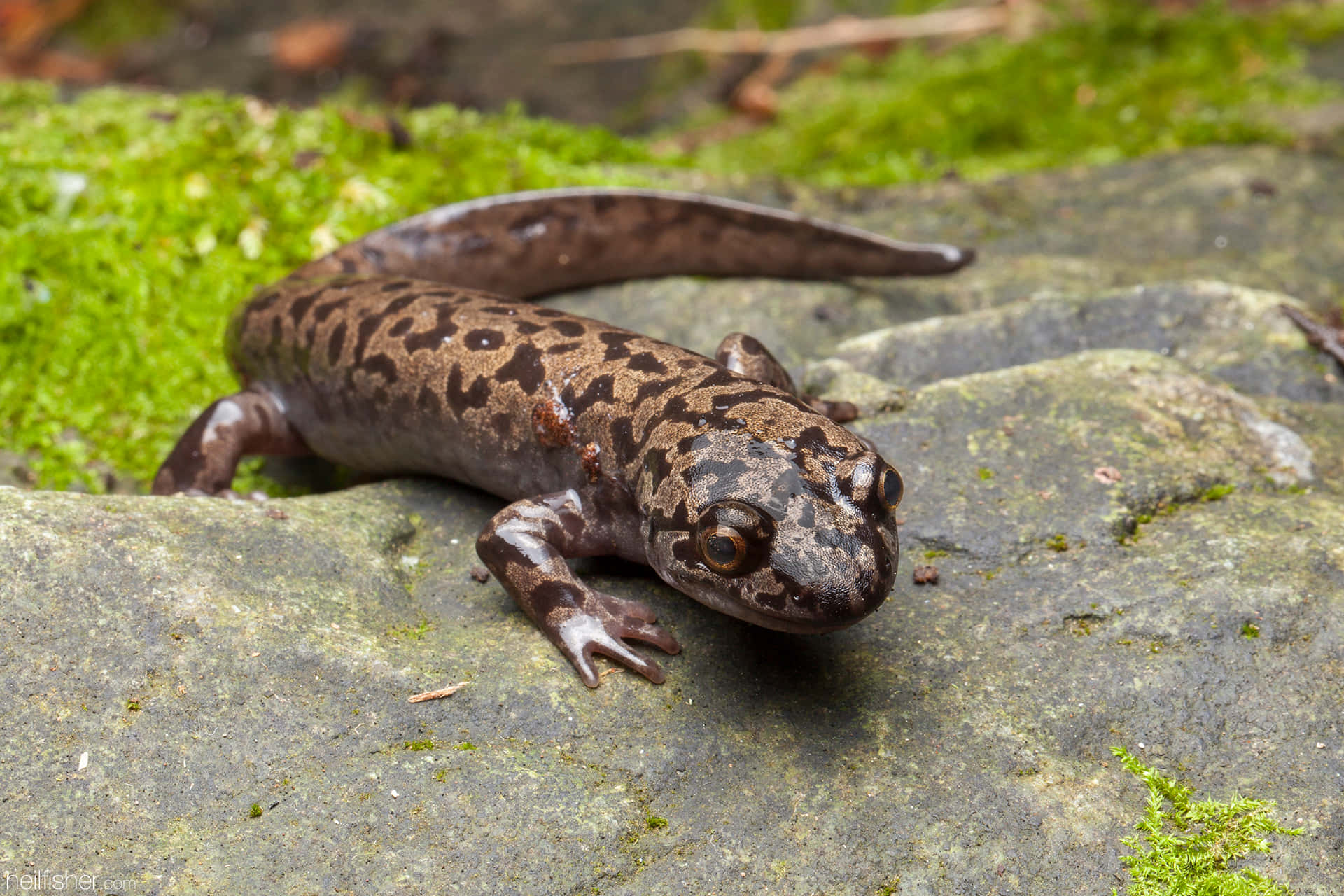 Pacific Giant Salamanderon Rocks Wallpaper