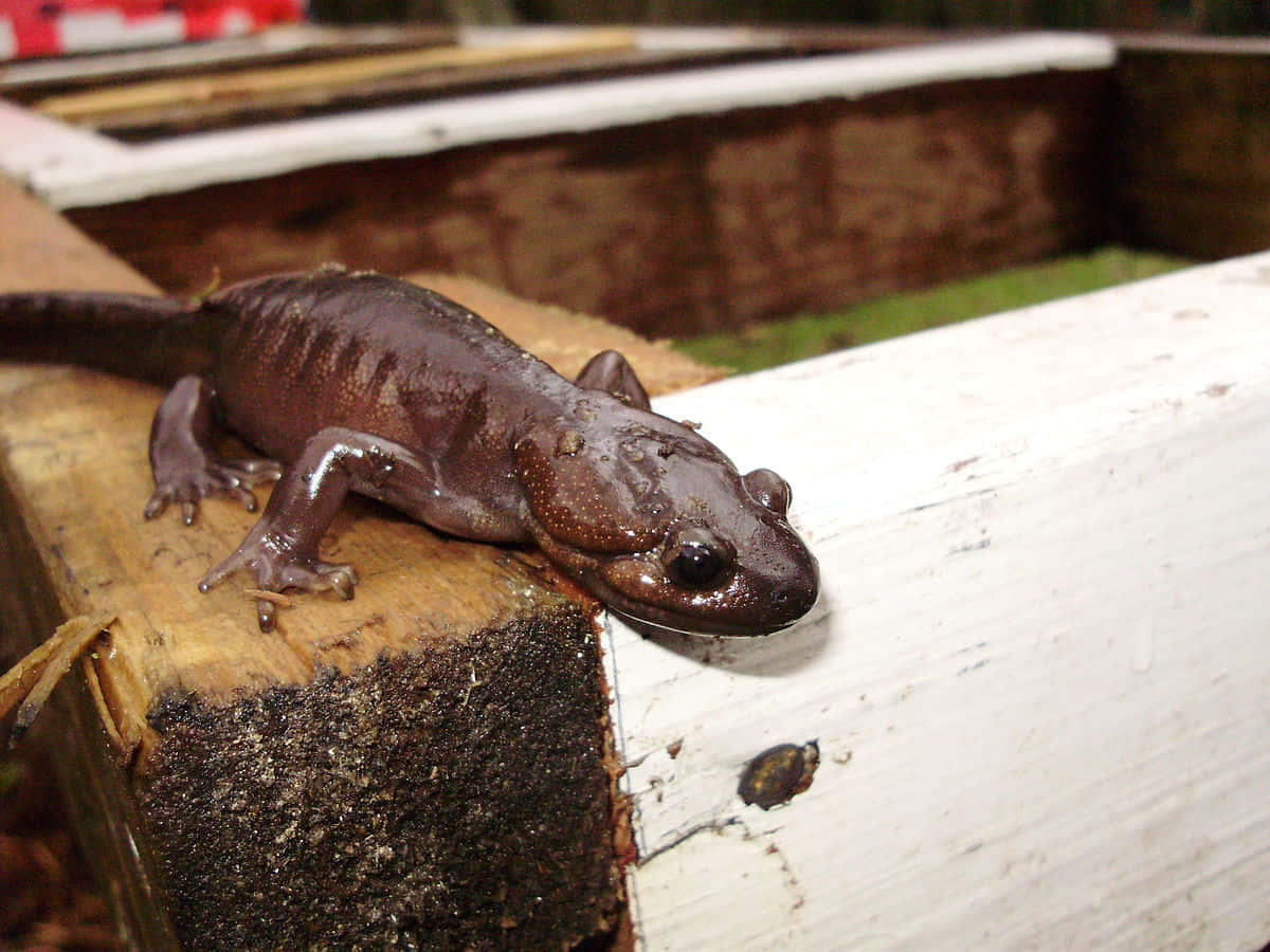 Pacific Giant Salamanderon Wood Wallpaper