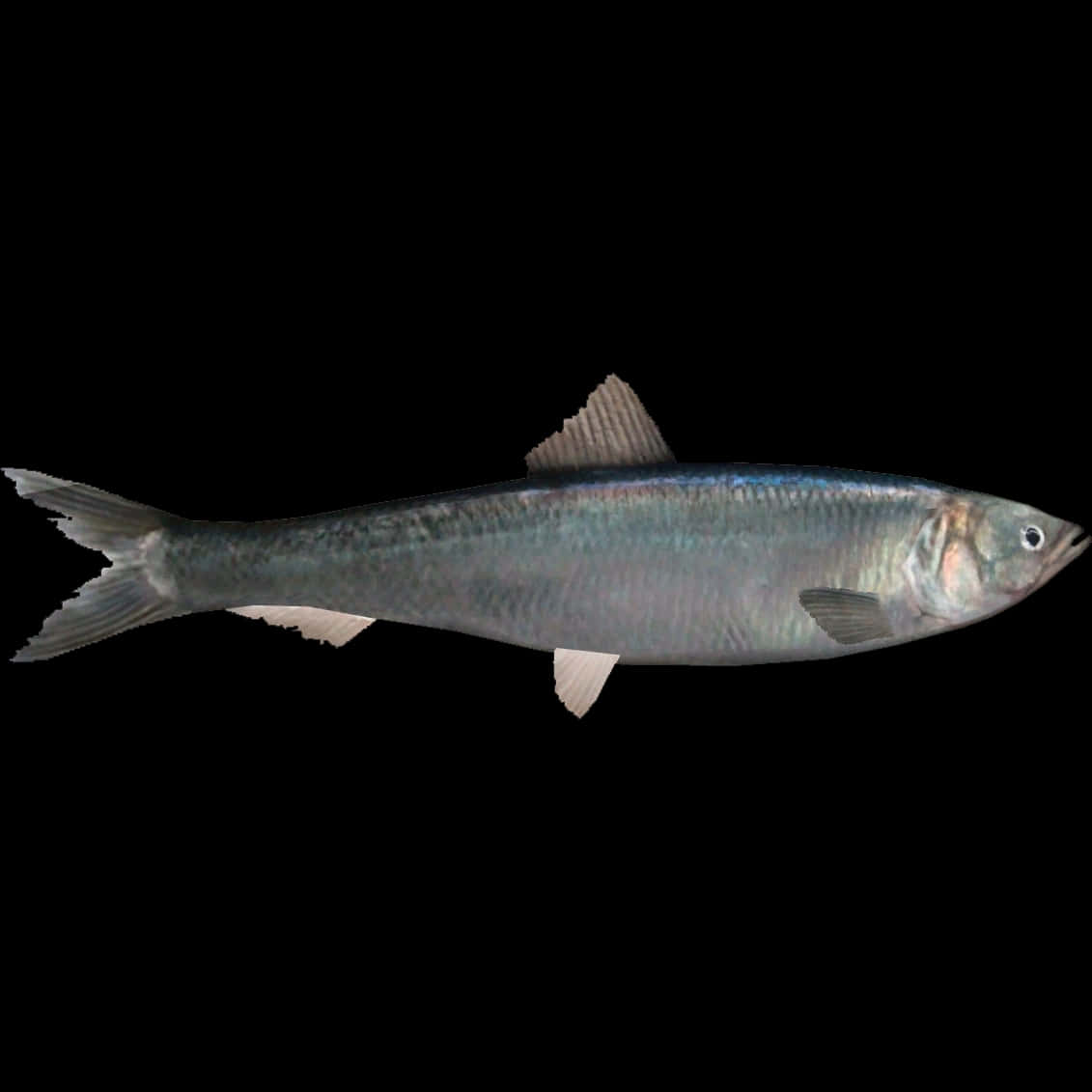 Pacific Herring Side View Wallpaper