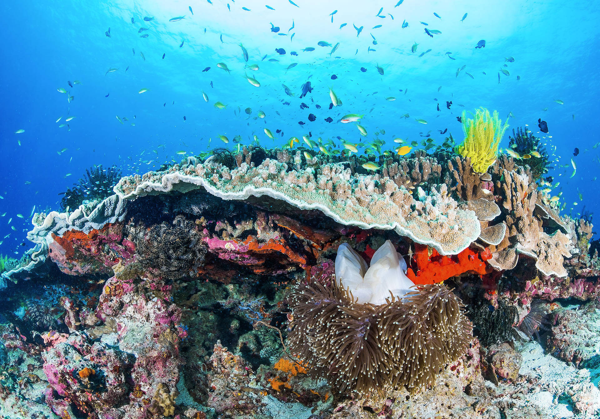 Stillahavets Korallrev Wallpaper