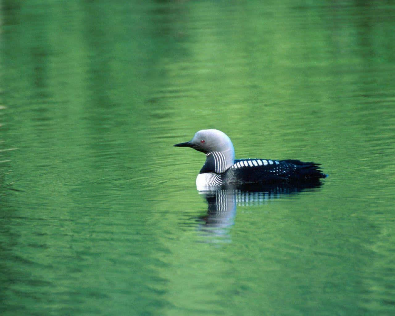 Download Pacific Loon Swimmingin Green Waters Wallpaper | Wallpapers.com