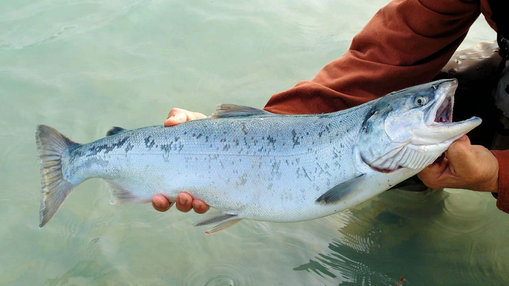 Pacific Salmon Held By Fisherman Wallpaper