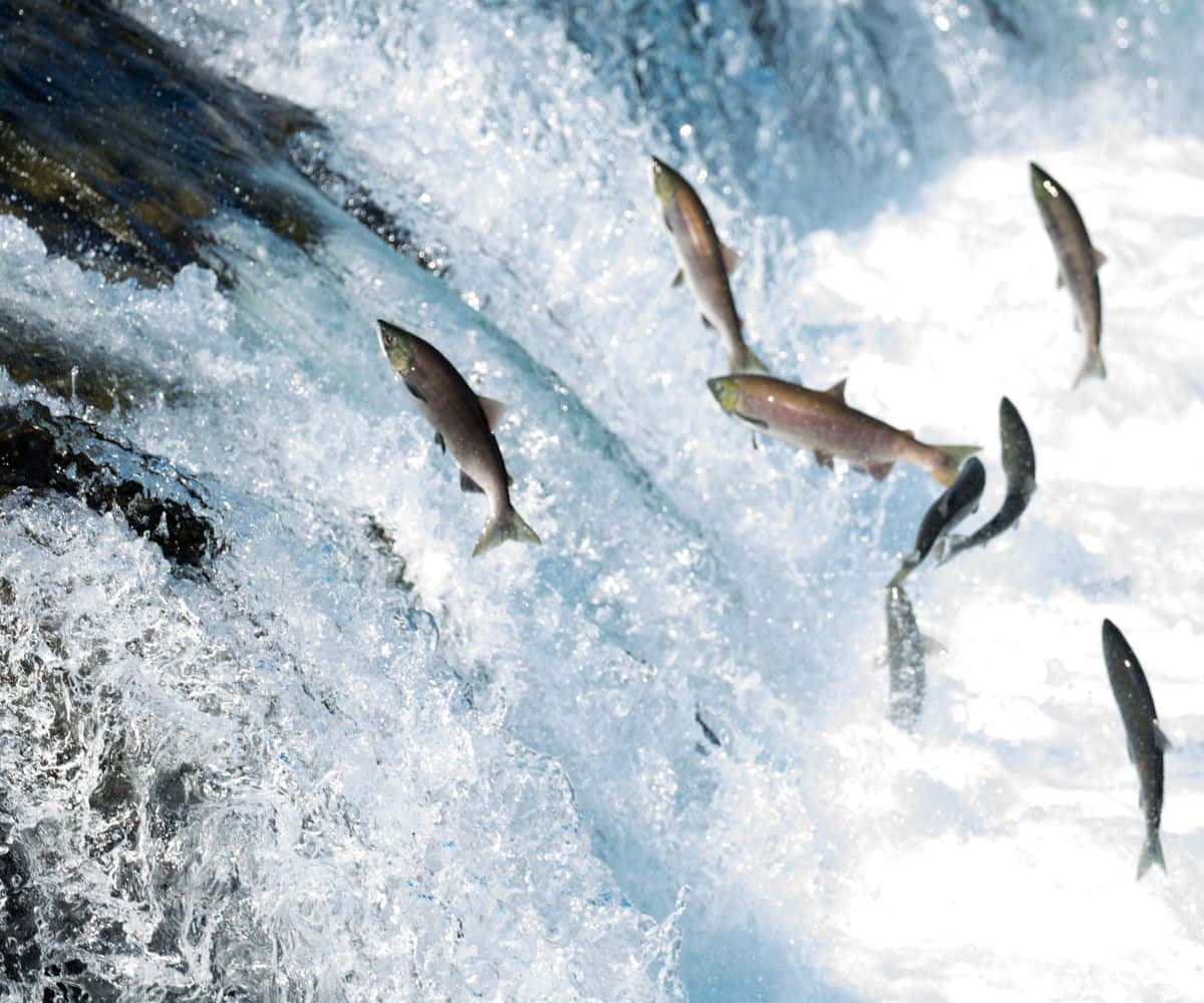 Pacific Salmon Leaping Upstream Wallpaper