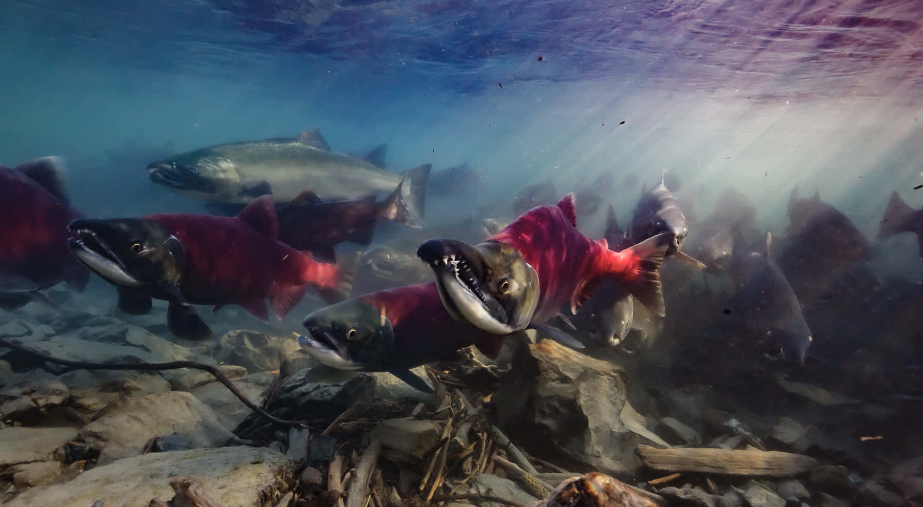 Pacific_ Salmon_ Migration_ Underwater.jpg Wallpaper