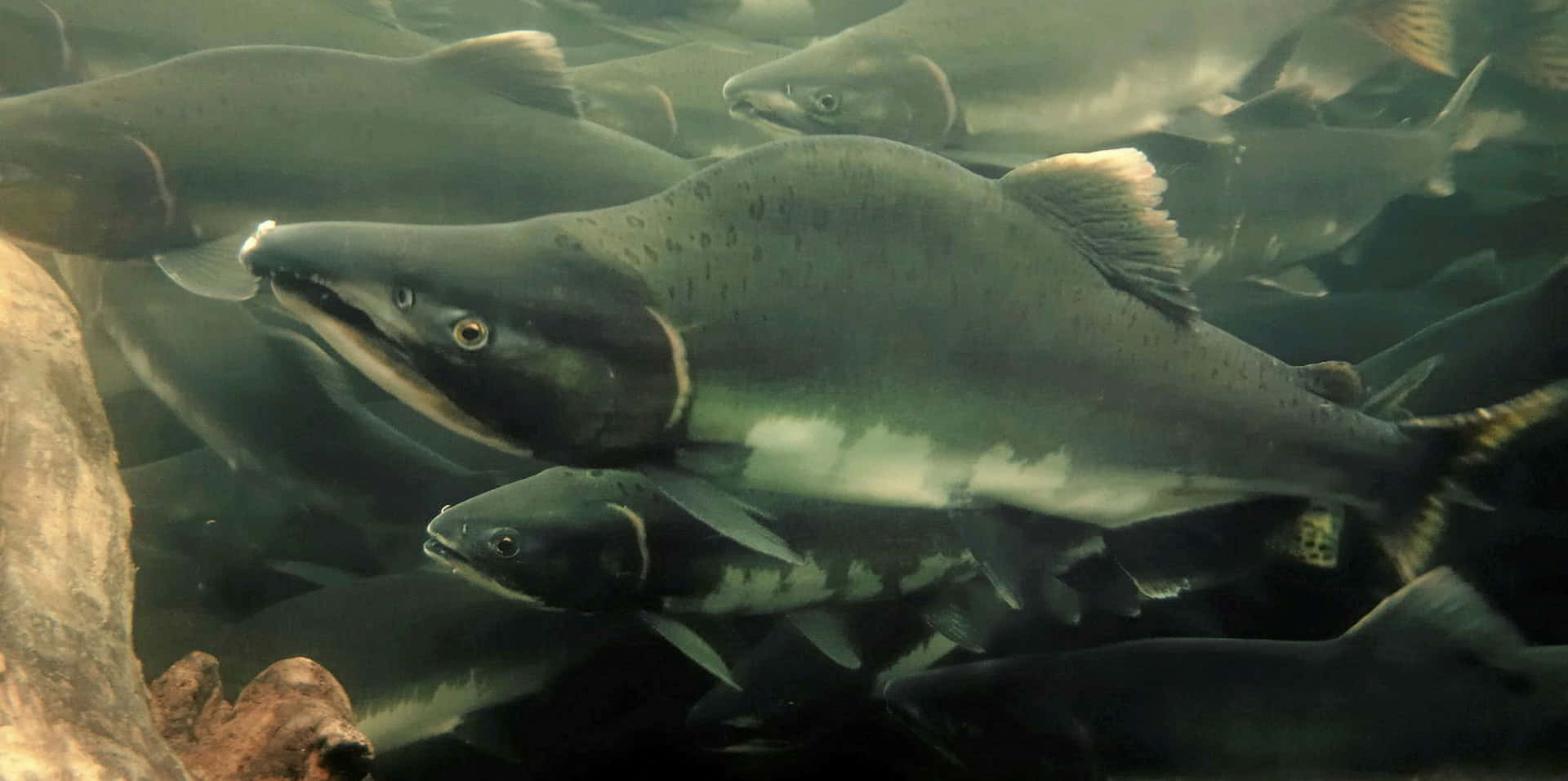 Pacific Salmon School Underwater Wallpaper