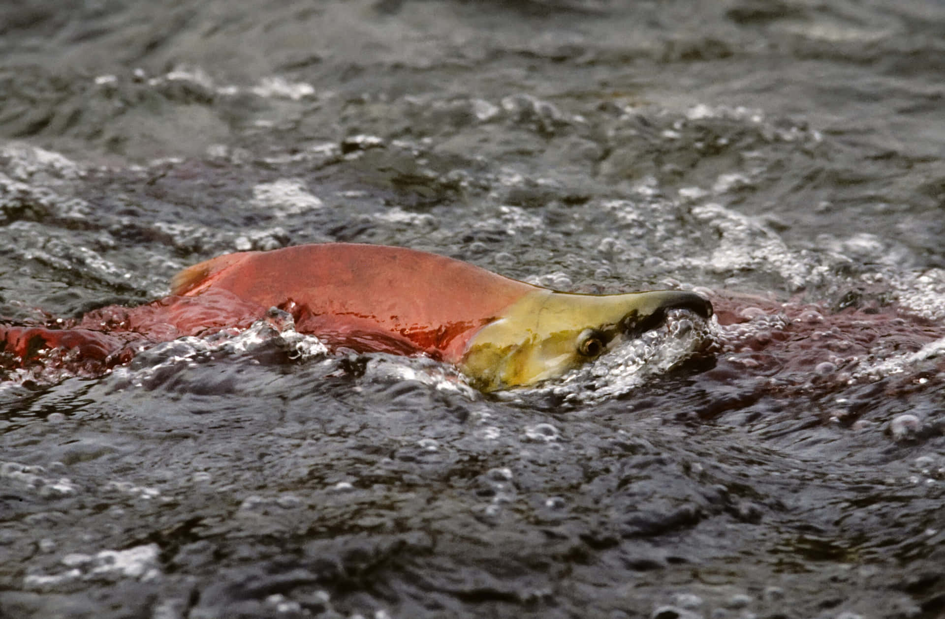 Pacific Salmon Spawning Journey Wallpaper