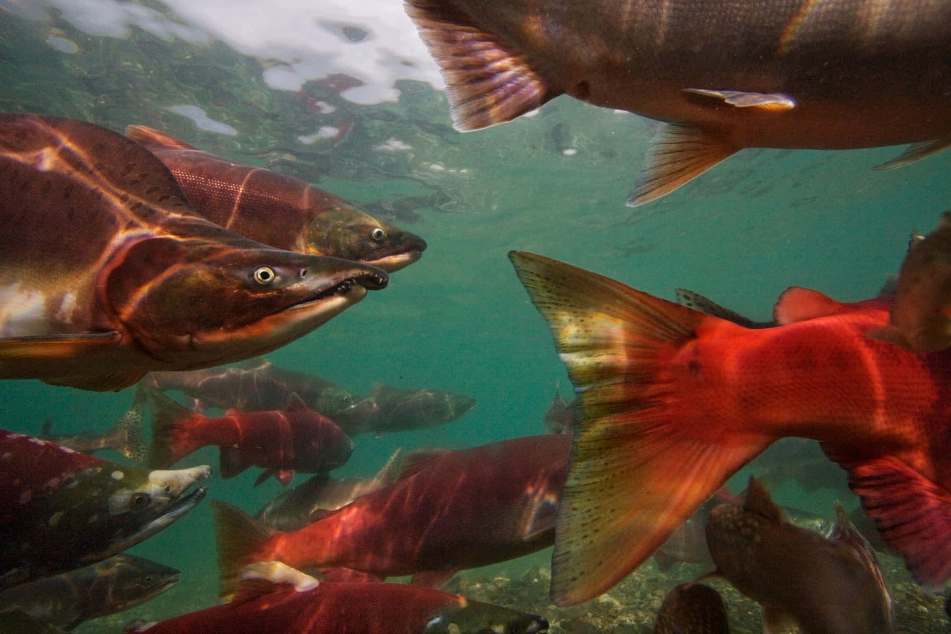 Pacific_ Salmon_ Spawning_ Journey Wallpaper