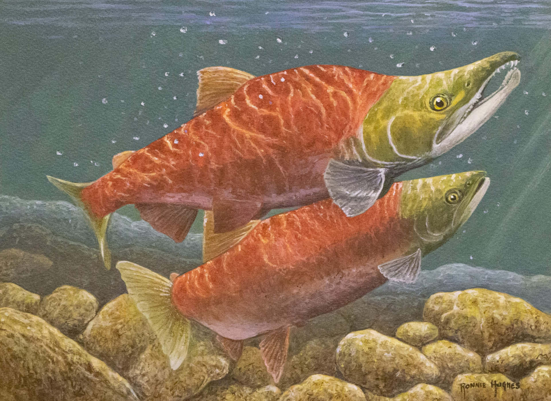 Pacific_ Salmon_ Spawning_ Painting Wallpaper