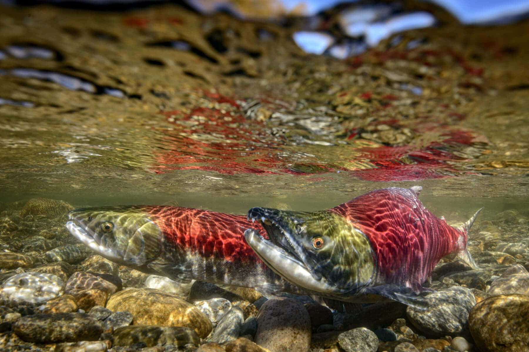Pacific Salmon Spawning Stream Wallpaper