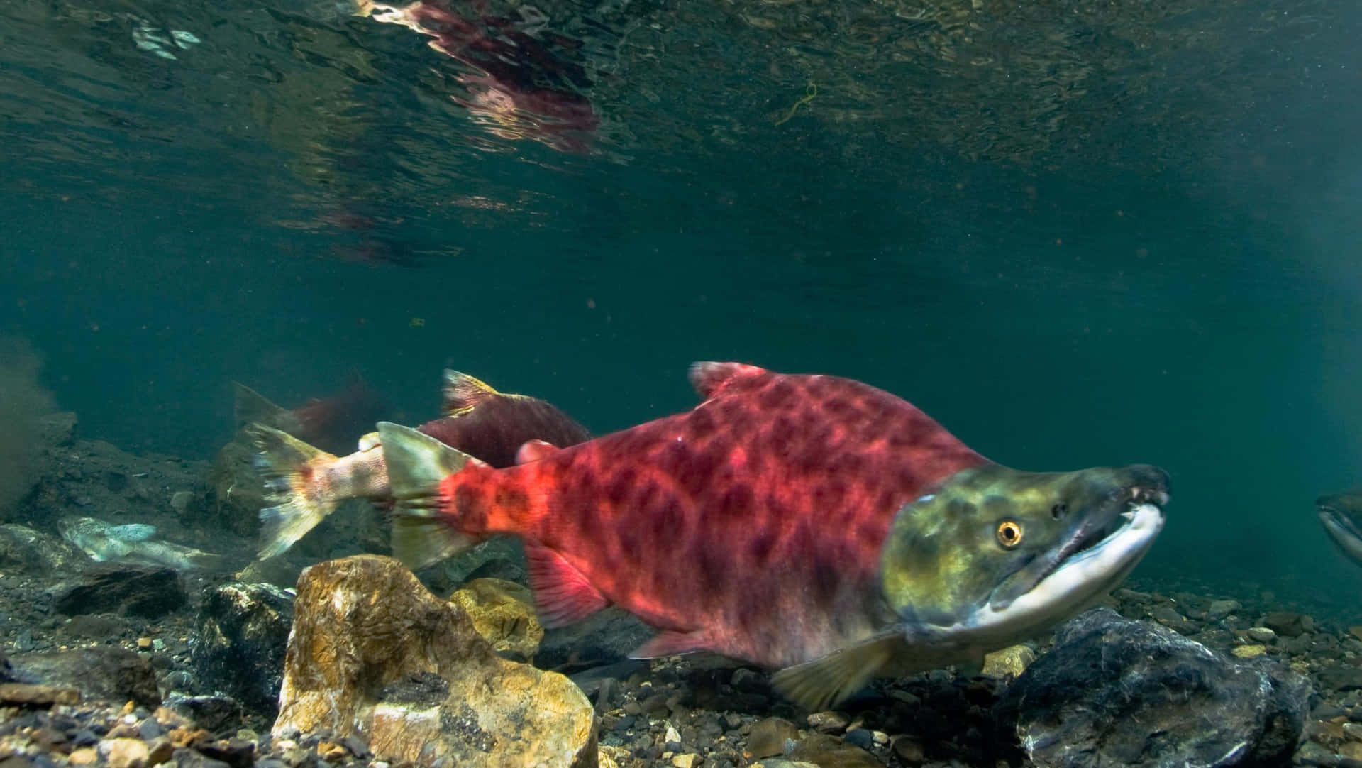 Pacific Salmon Spawning Underwater Wallpaper