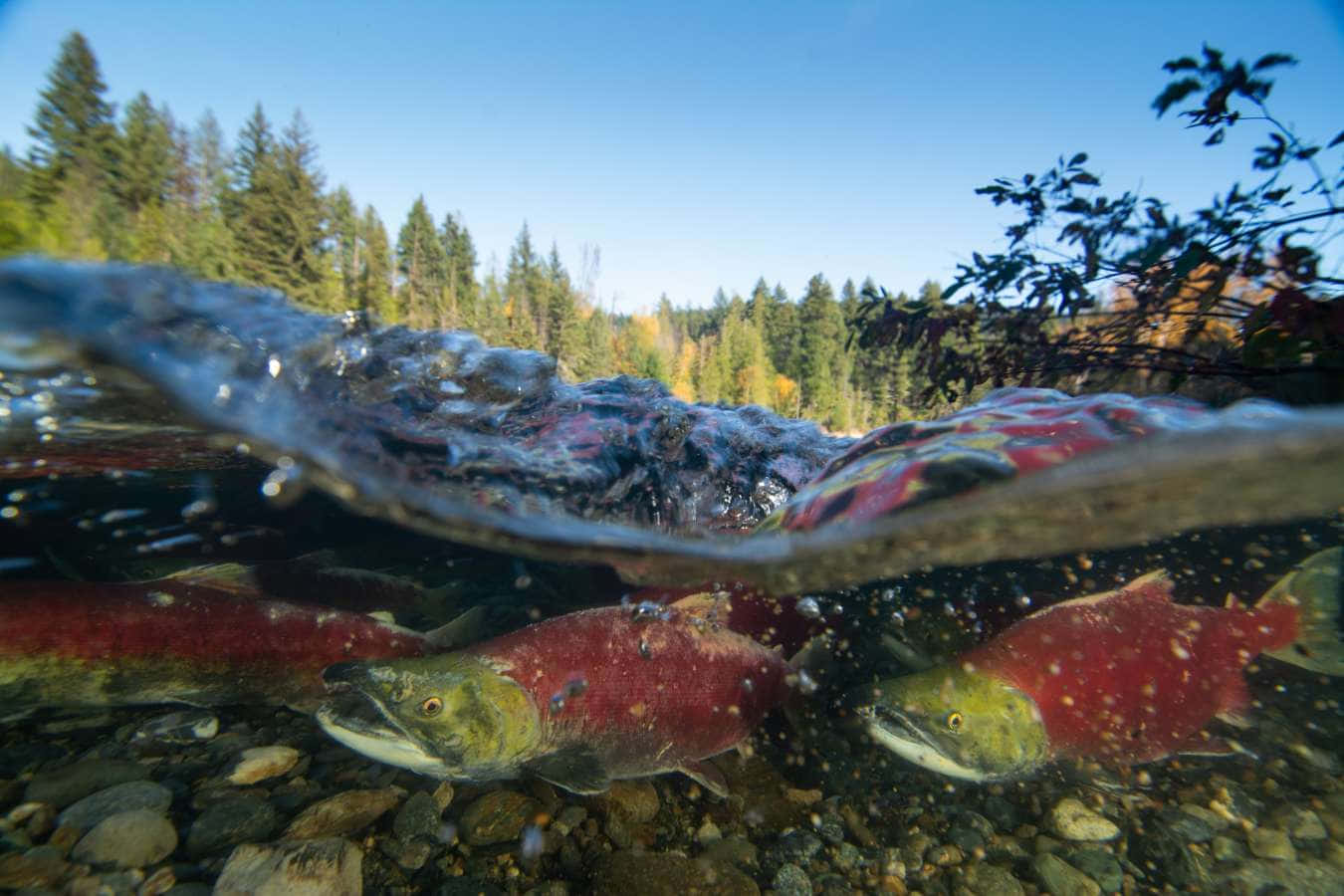 Pacific Salmon Spawning Underwater Wallpaper