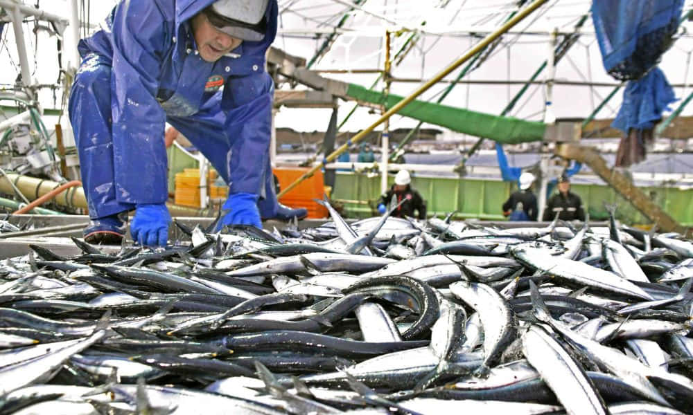 Pacific Saury Fishery Operation Wallpaper