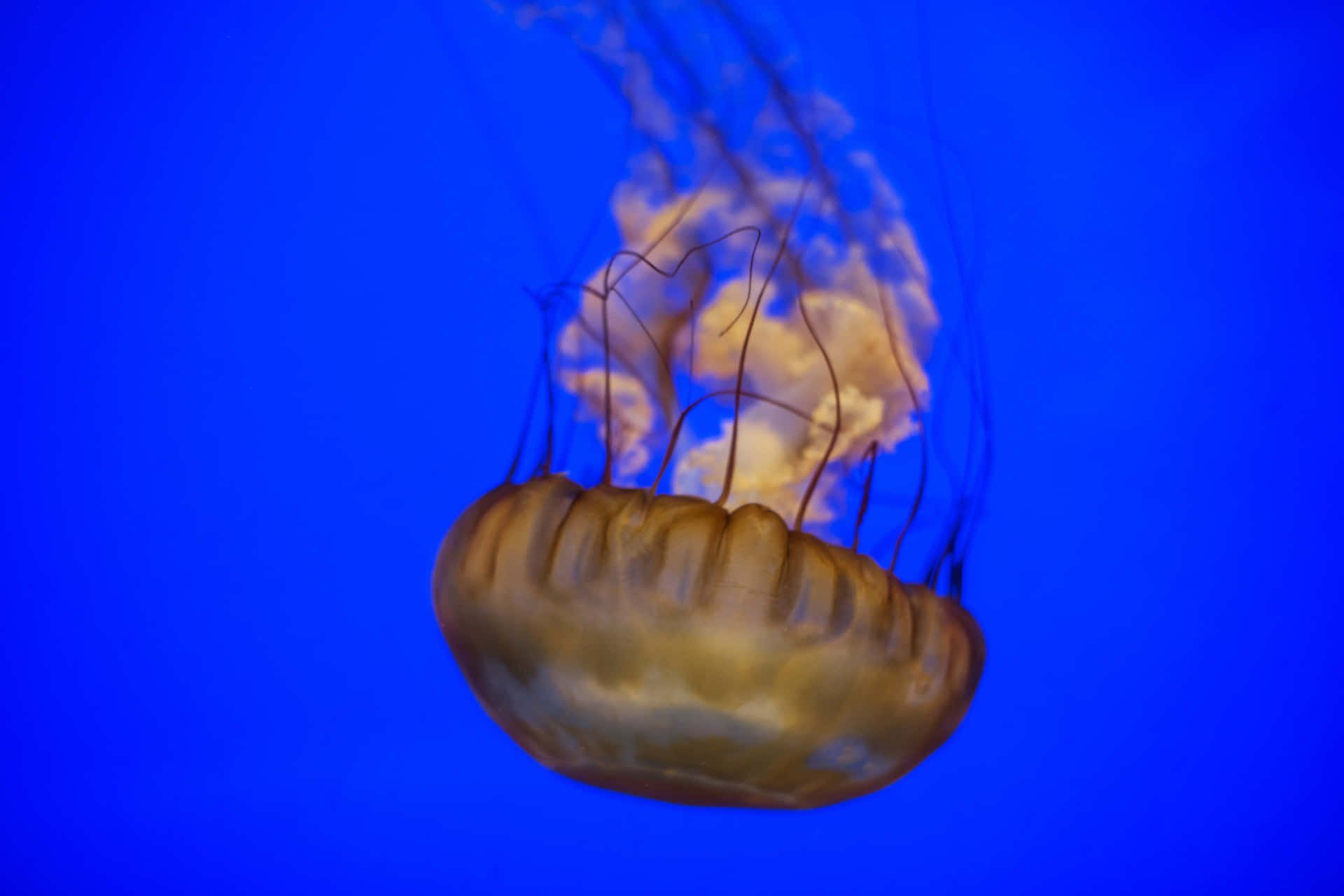 Pacific Sea Nettle Jellyfish Blue Background Wallpaper