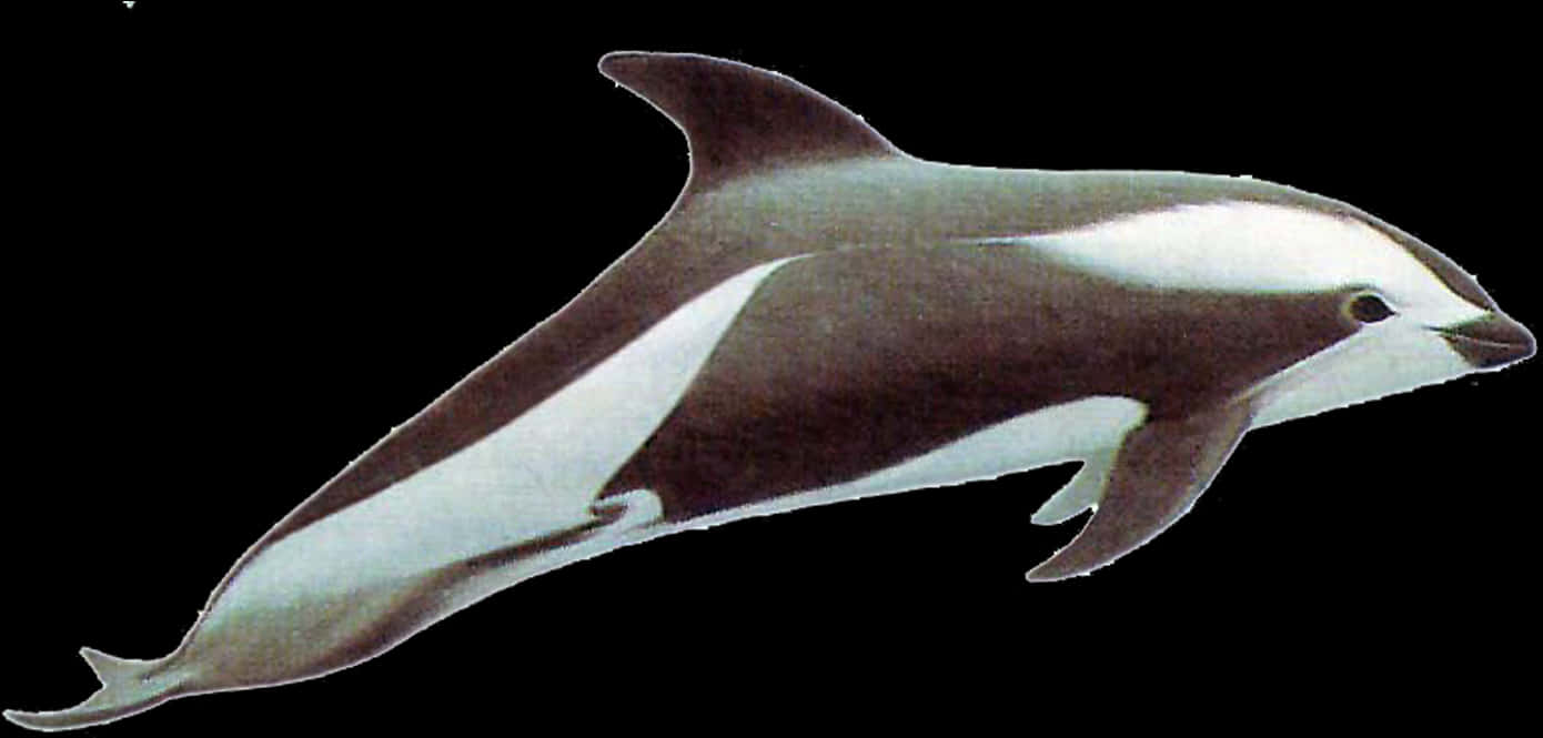 Pacific White Sided Dolphin Illustration PNG