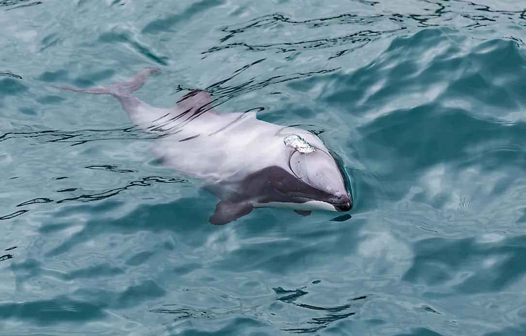 Stillehavs Hvit Sided Dolphin Svømmer Bakgrunnsbildet