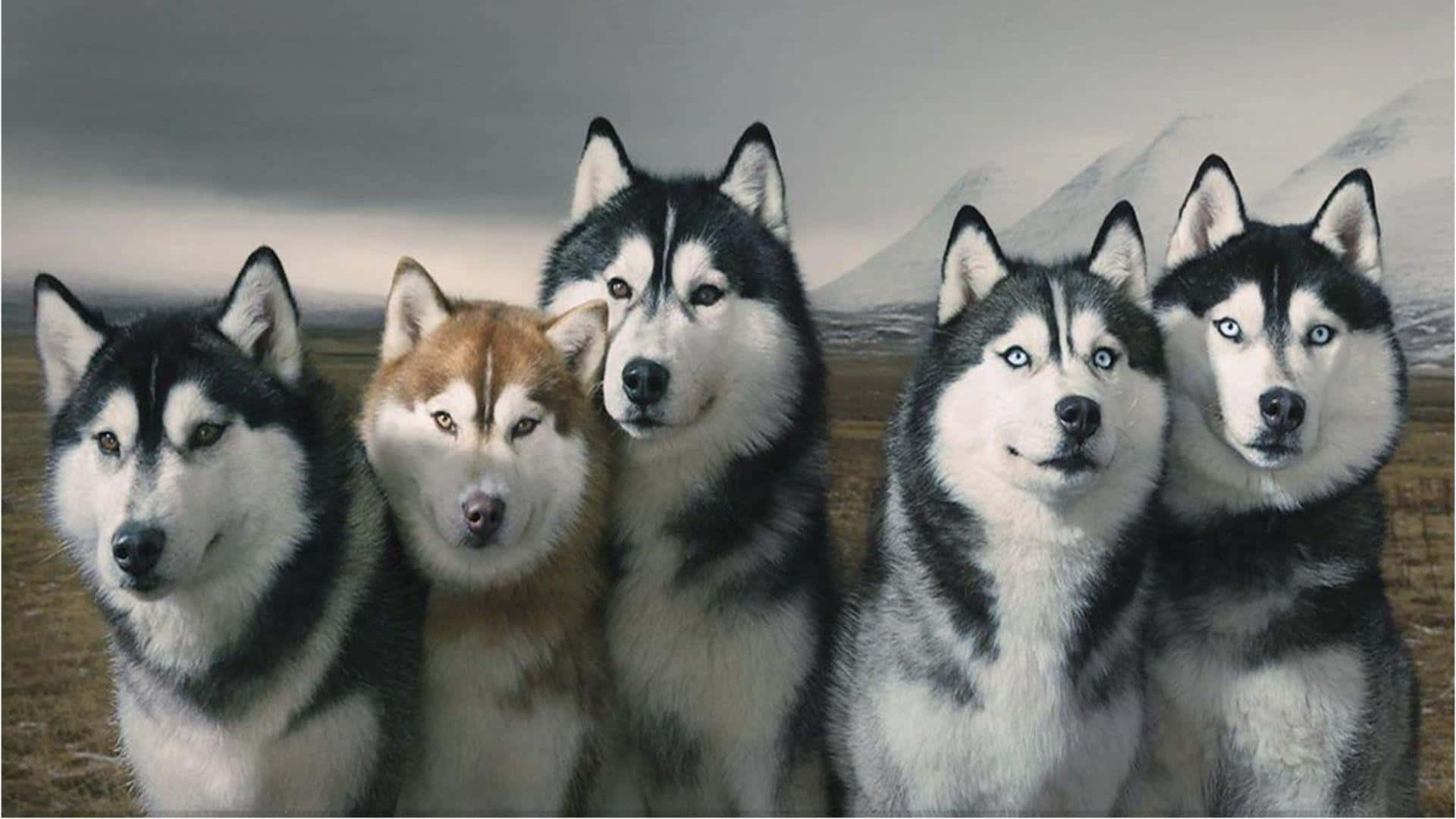 Pack Of Siberian Husky Dogs Background