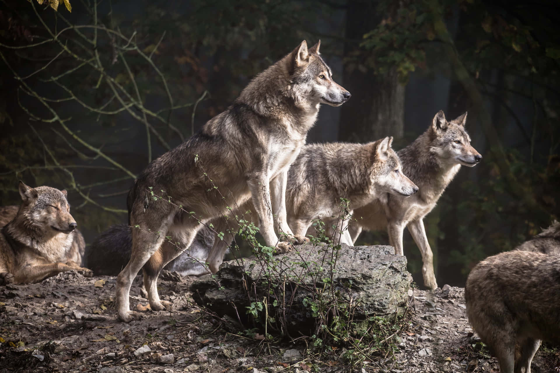 Packof Wolvesin Natural Habitat Wallpaper