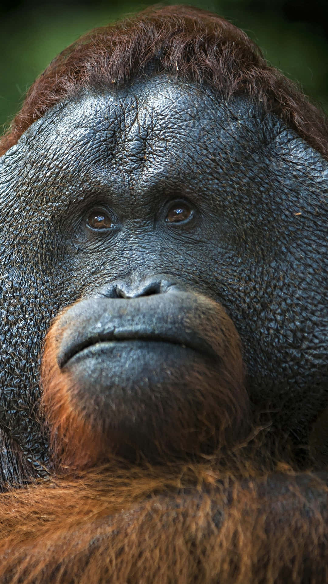 Guanceimbottite Orangutan Sfondo