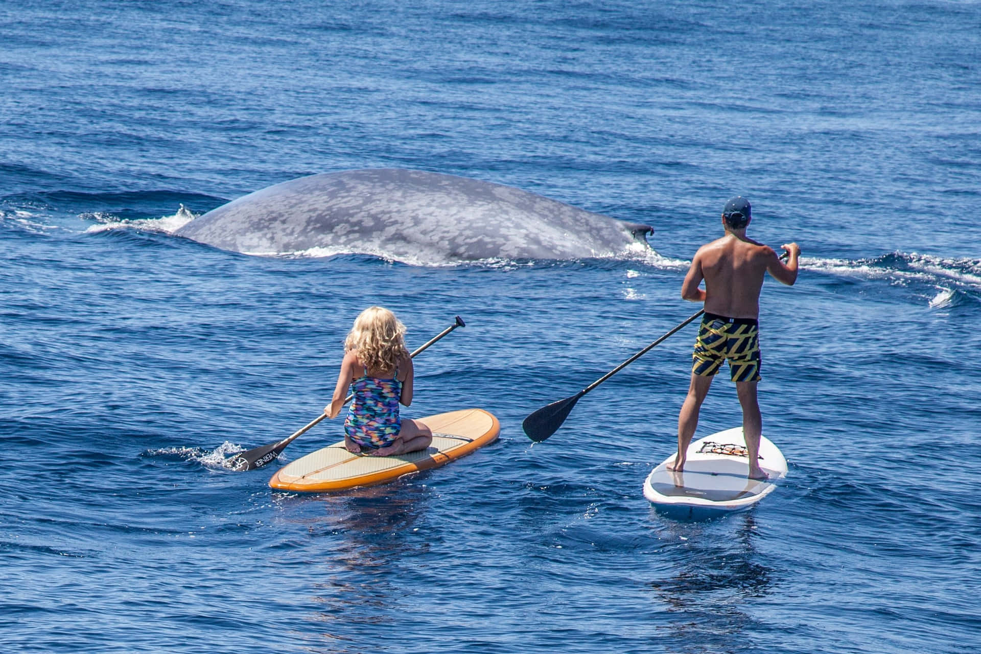 A paddleboarder enjoying the crystal blue ocean on a sunny day Wallpaper